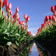 Tulips, Mud, fossa, Field