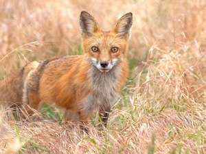ginger, dry, grass, Fox