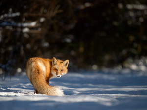ginger, snow, winter, Fox