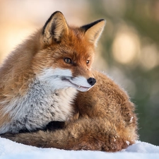 lying, snow, winter, Fox