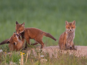 Three, foxes, fox, little doggies