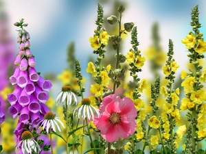 Flowers, Hollyhocks, Coneflowers, Foxglove