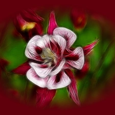 graphics, Colourfull Flowers, Fractalius