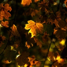 Fractalius, Autumn, Leaf