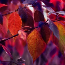 Fractalius, color, Leaf