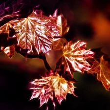 Leaf, Fractalius