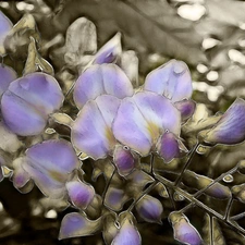 peas, Fractalius