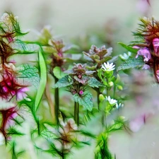 plants, Fractalius