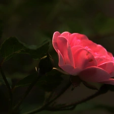 Fractalius, Pink, rose