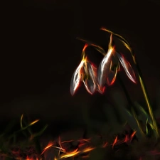 snowdrops, Fractalius