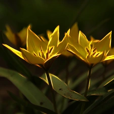 Fractalius, Flowers, Tulips