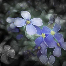 Fractalius, Flowers, Wildflowers