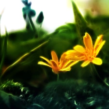 Yellow, Flowers, Fractalius, Spring
