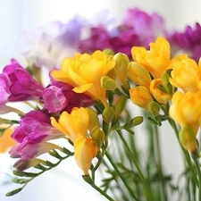 color, Freesias