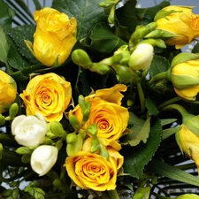 Yellow, White, Freesias, roses