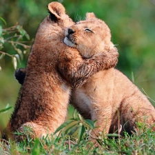 Two cars, lions, friendship, little doggies