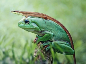 lizard, strange frog, frog