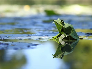 Origami, water, strange frog