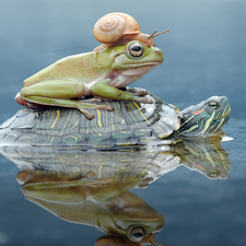snail, turtle, strange frog