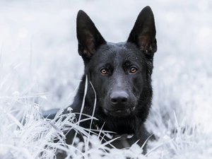 grass, German Shepherd, frosted