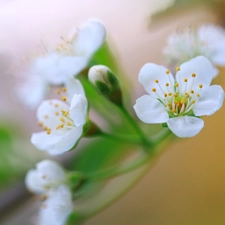 fruit, blur, Flowers, trees, White