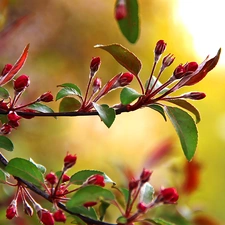 Buds, trees, fruit, flowers