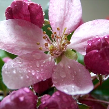 Flowers, viewes, fruit, trees