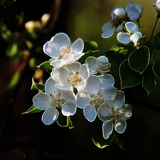 fruit, Fractalius, Flowers, trees, White