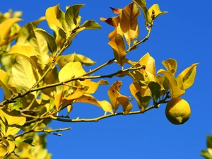 fruit, sapling, Lemon