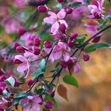 Pink, trees, fruit, Flowers