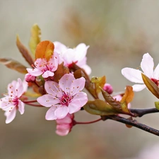 Pink, trees, fruit, Flowers