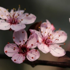 Pink, trees, fruit, Flowers