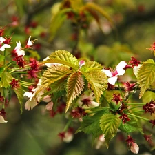 changing to, trees, fruit