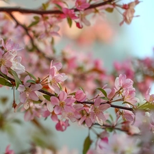 Pink, Fruit Tree, Twigs, Flowers