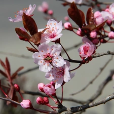 fruit, flourishing, trees