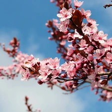 fruit, flourishing, trees