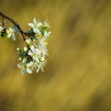 twig, viewes, fruit, trees