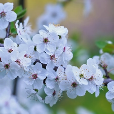 fruit, twig, Flowers, trees, White