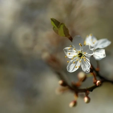 White, trees, fruit, Flowers