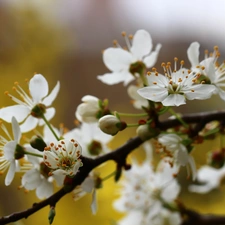 White, trees, fruit, Flowers