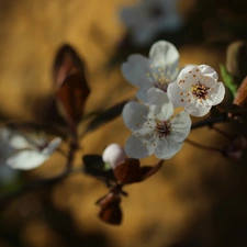 White, trees, fruit, Flowers