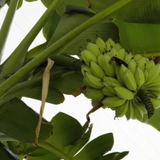 bananas, Fruits