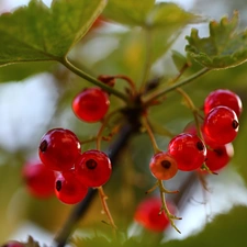 Fruits, Red, currants