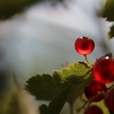 The beads, Red Currants, Fruits
