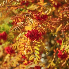 Fruits, Plant, Twigs