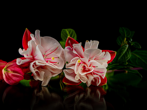 black background, Flowers, Fuchsia