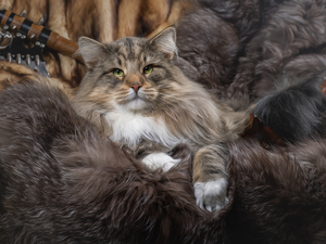 Norwegian Forest Cat, furriery
