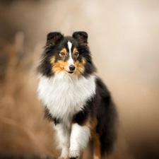 dog, fuzzy, background, shetland Sheepdog