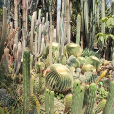 Cactus, botanical garden