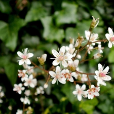 nature, White, Garden, Hoja